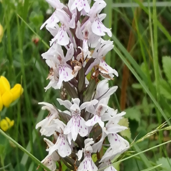 Dactylhoriza fuchsii